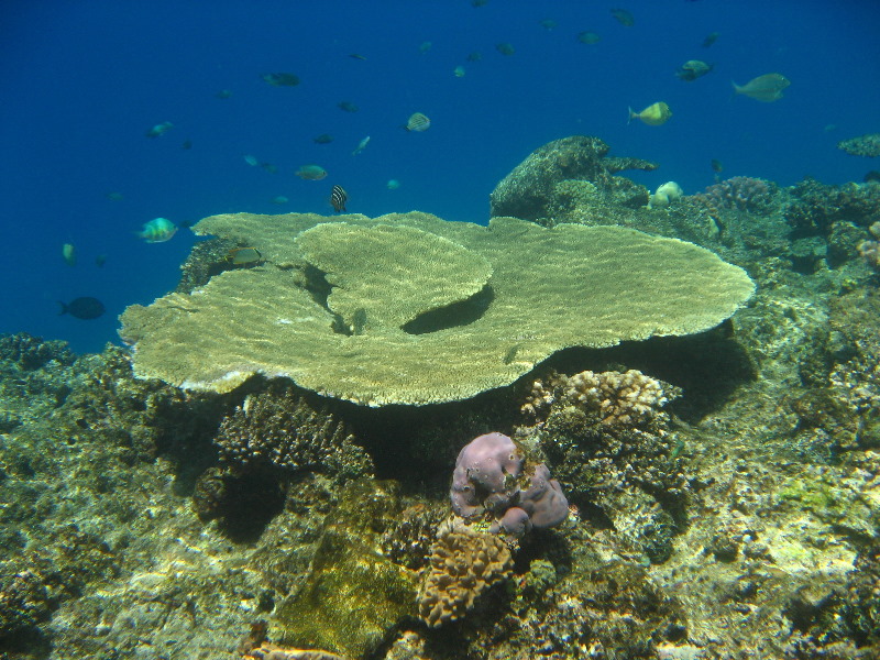 Fiji-Snorkeling-Underwater-Pictures-Amunuca-Resort-065