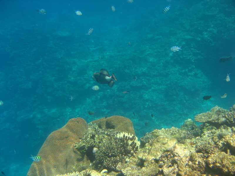 Fiji-Snorkeling-Underwater-Pictures-Amunuca-Resort-077