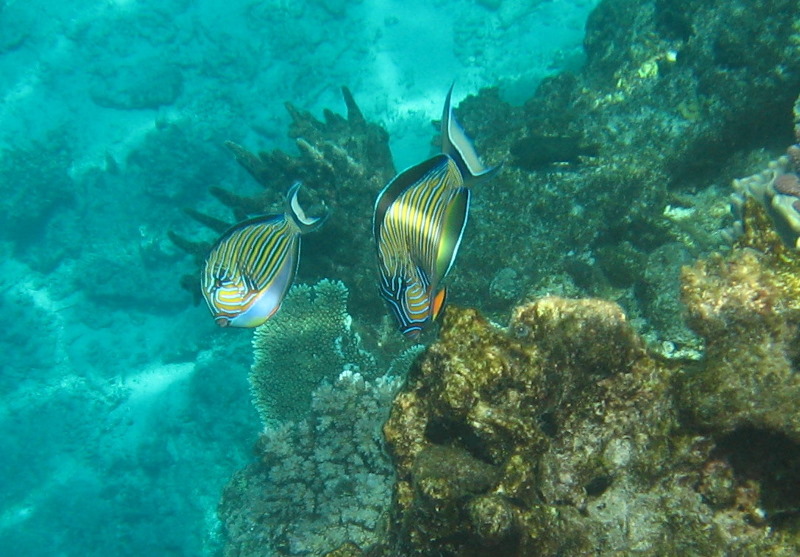 Fiji-Snorkeling-Underwater-Pictures-Amunuca-Resort-079