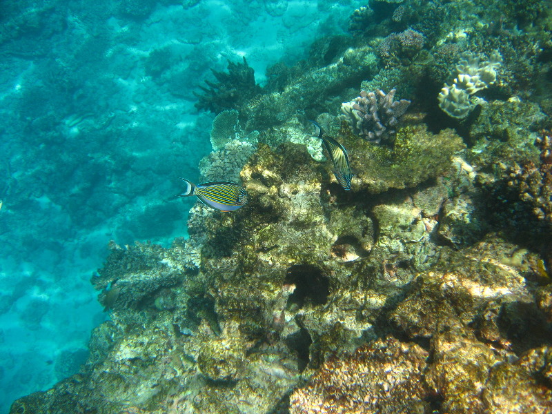 Fiji-Snorkeling-Underwater-Pictures-Amunuca-Resort-080