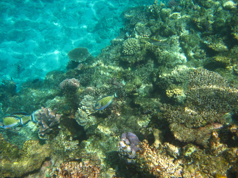 Fiji-Snorkeling-Underwater-Pictures-Amunuca-Resort-082