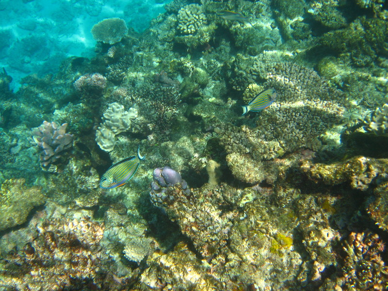 Fiji-Snorkeling-Underwater-Pictures-Amunuca-Resort-083