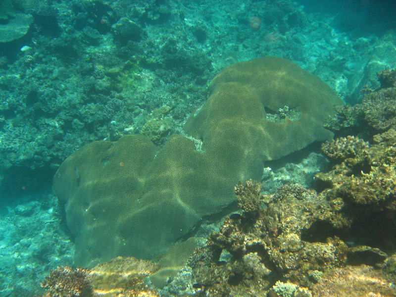 Fiji-Snorkeling-Underwater-Pictures-Amunuca-Resort-088