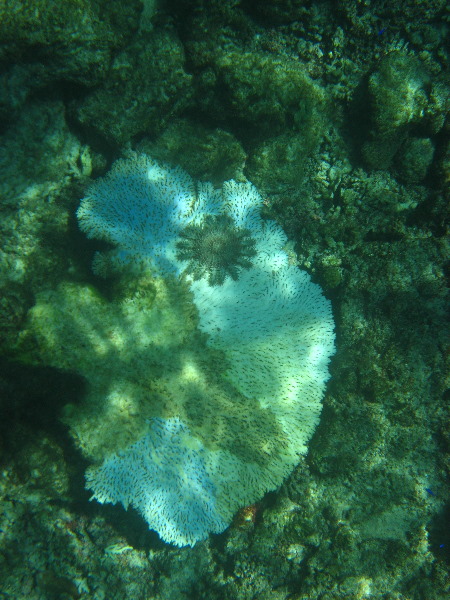 Fiji-Snorkeling-Underwater-Pictures-Amunuca-Resort-092