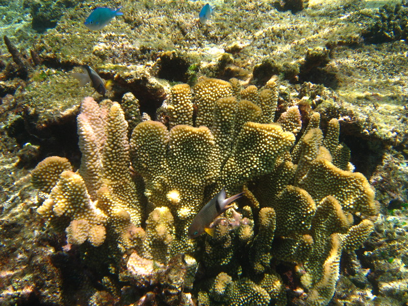 Fiji-Snorkeling-Underwater-Pictures-Amunuca-Resort-097