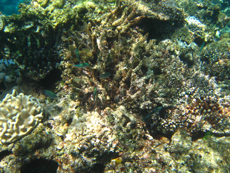 Fiji-Snorkeling-Underwater-Pictures-Amunuca-Resort-099