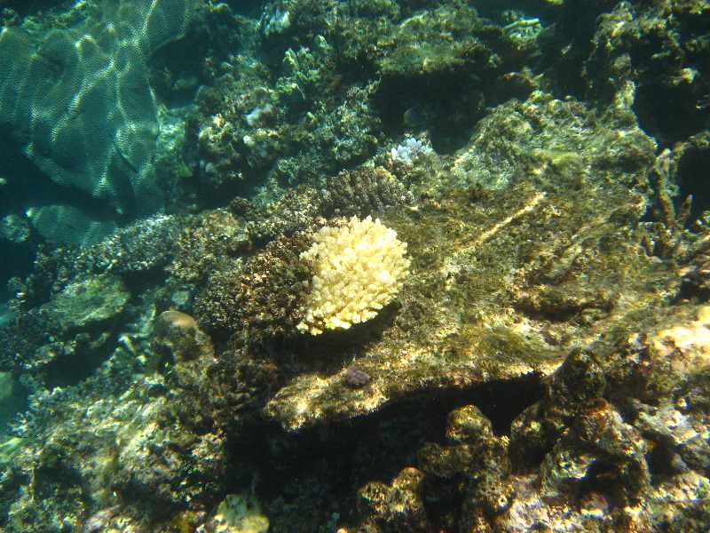 Fiji-Snorkeling-Underwater-Pictures-Amunuca-Resort-100