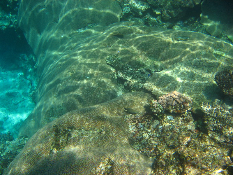 Fiji-Snorkeling-Underwater-Pictures-Amunuca-Resort-101