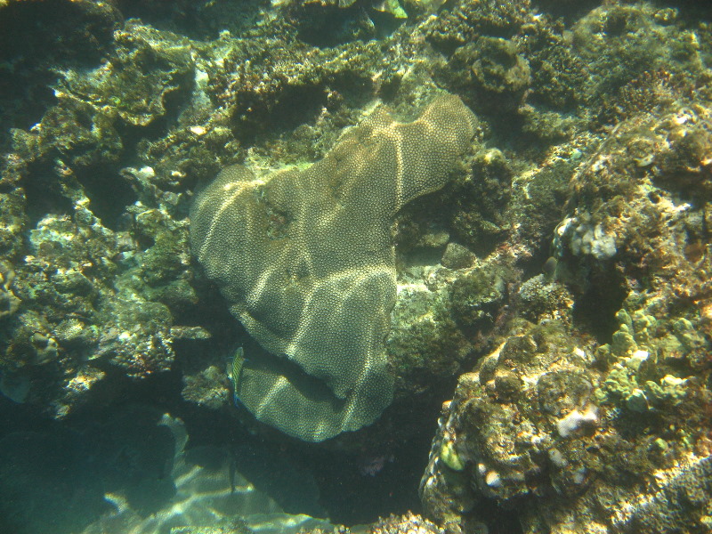 Fiji-Snorkeling-Underwater-Pictures-Amunuca-Resort-102