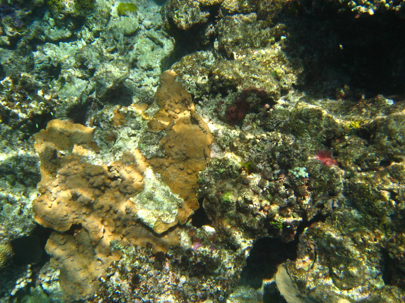 Fiji-Snorkeling-Underwater-Pictures-Amunuca-Resort-103