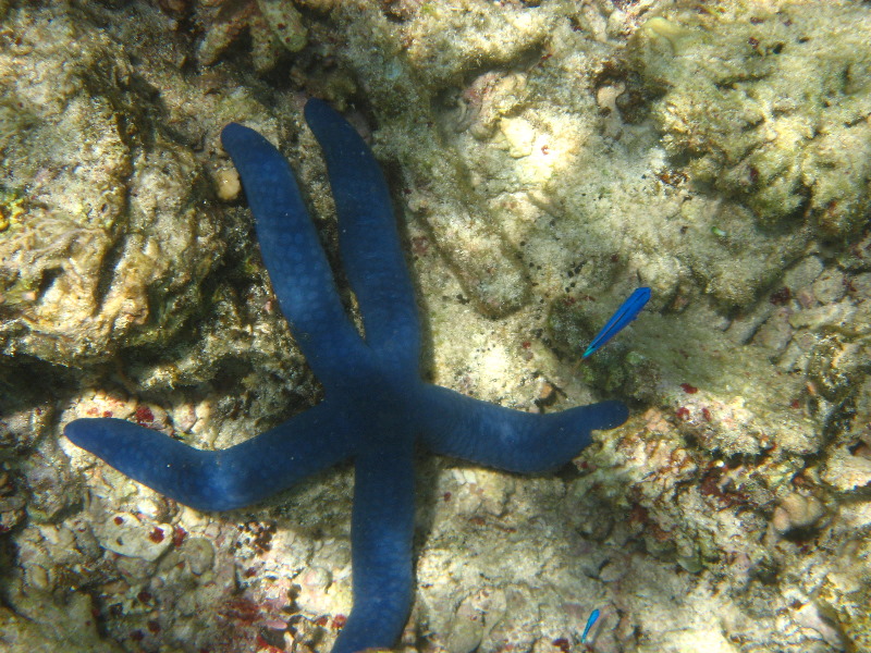 Fiji-Snorkeling-Underwater-Pictures-Amunuca-Resort-104