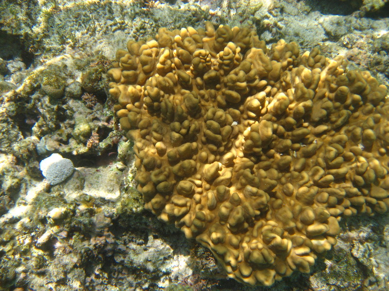 Fiji-Snorkeling-Underwater-Pictures-Amunuca-Resort-105