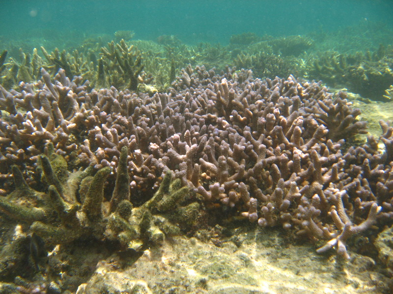 Fiji-Snorkeling-Underwater-Pictures-Amunuca-Resort-114