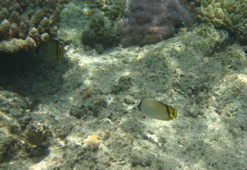 Fiji-Snorkeling-Underwater-Pictures-Amunuca-Resort-115