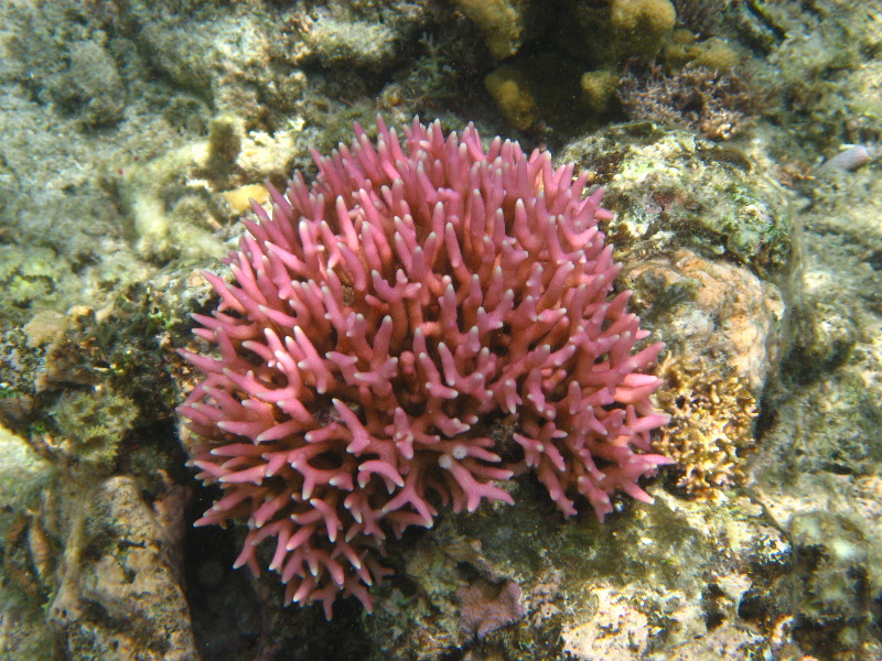 Fiji-Snorkeling-Underwater-Pictures-Amunuca-Resort-116