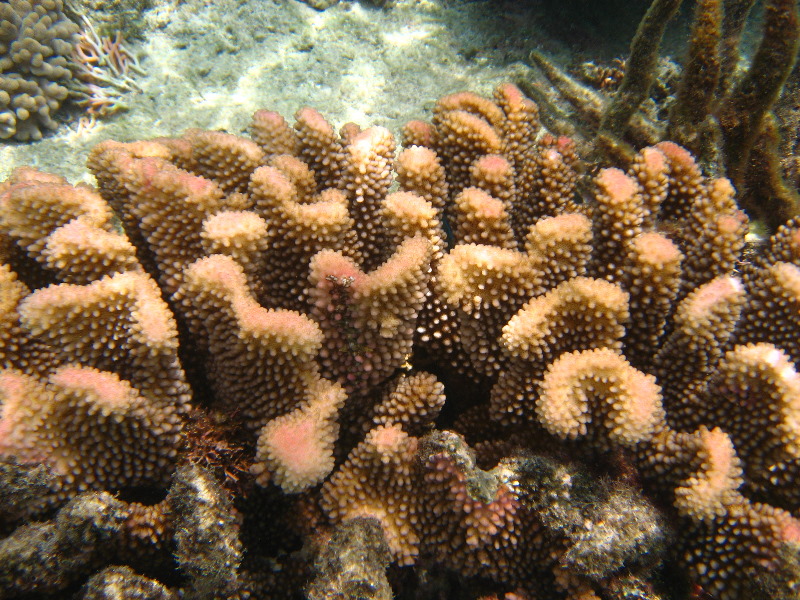 Fiji-Snorkeling-Underwater-Pictures-Amunuca-Resort-117