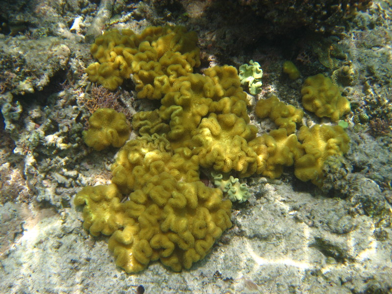 Fiji-Snorkeling-Underwater-Pictures-Amunuca-Resort-124