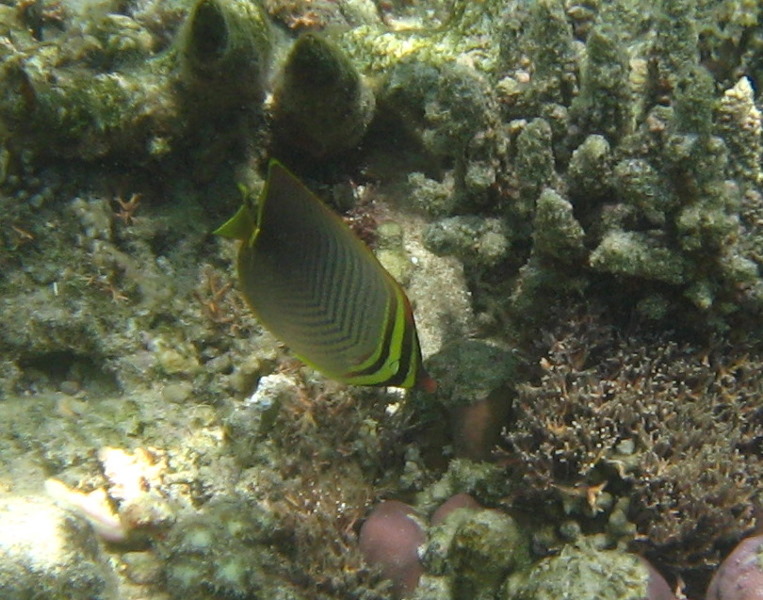 Fiji-Snorkeling-Underwater-Pictures-Amunuca-Resort-125