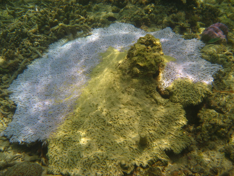 Fiji-Snorkeling-Underwater-Pictures-Amunuca-Resort-130