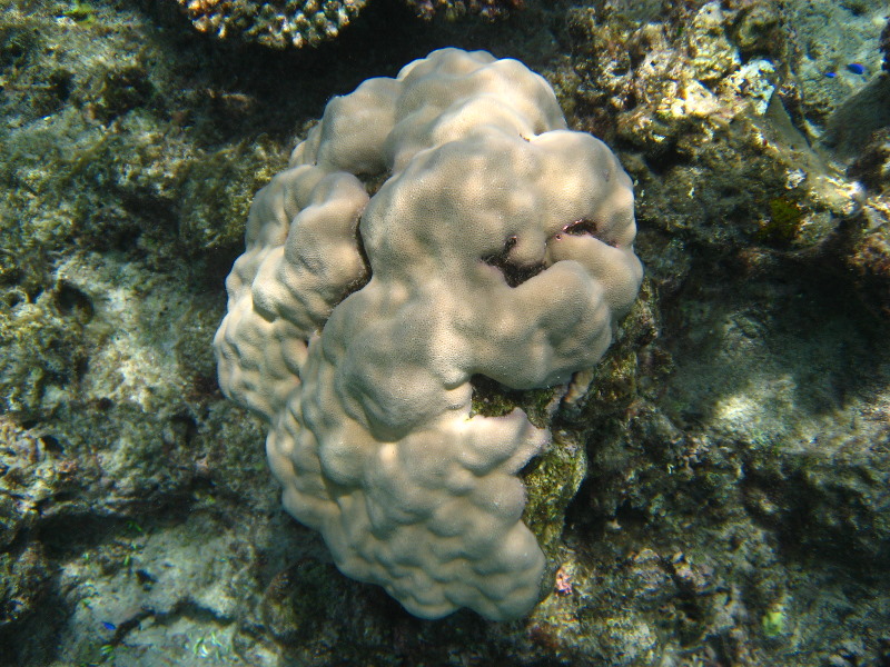 Fiji-Snorkeling-Underwater-Pictures-Amunuca-Resort-131