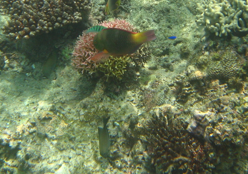 Fiji-Snorkeling-Underwater-Pictures-Amunuca-Resort-132