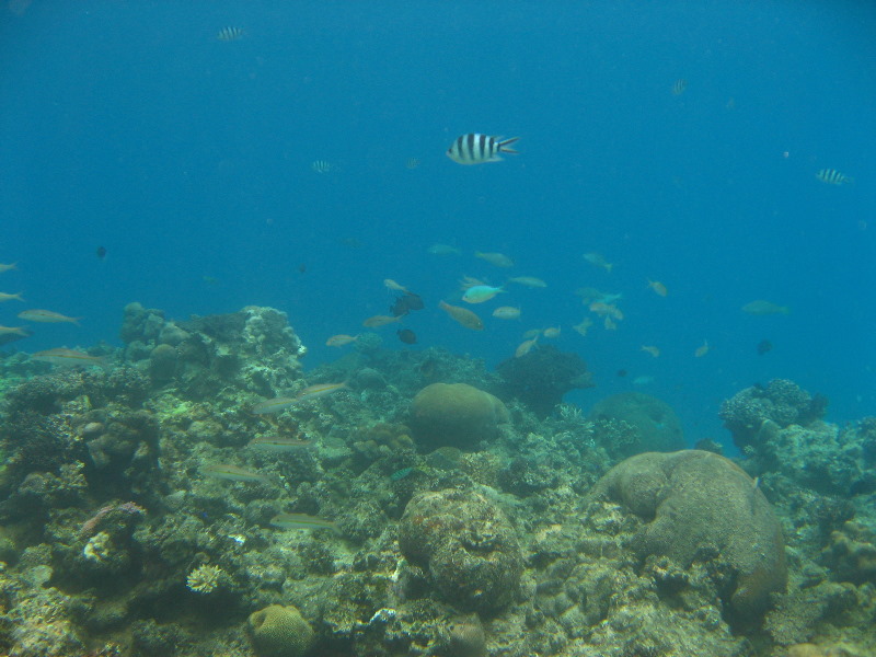 Fiji-Snorkeling-Underwater-Pictures-Amunuca-Resort-134