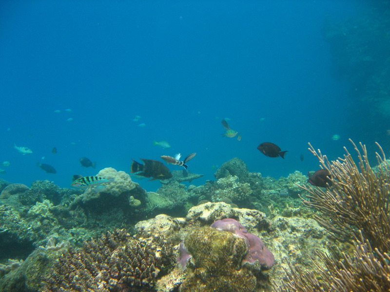 Fiji-Snorkeling-Underwater-Pictures-Amunuca-Resort-135