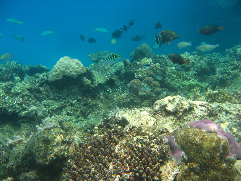 Fiji-Snorkeling-Underwater-Pictures-Amunuca-Resort-138