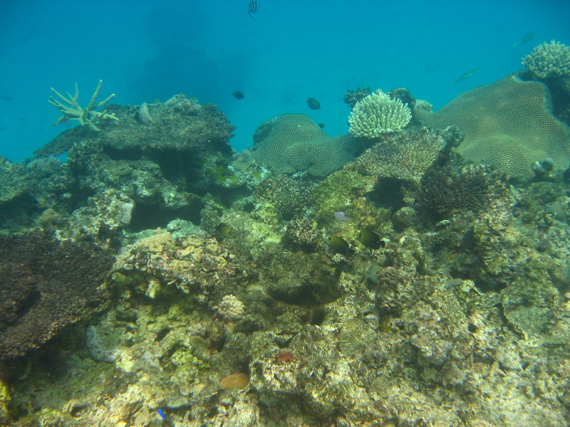 Fiji-Snorkeling-Underwater-Pictures-Amunuca-Resort-140