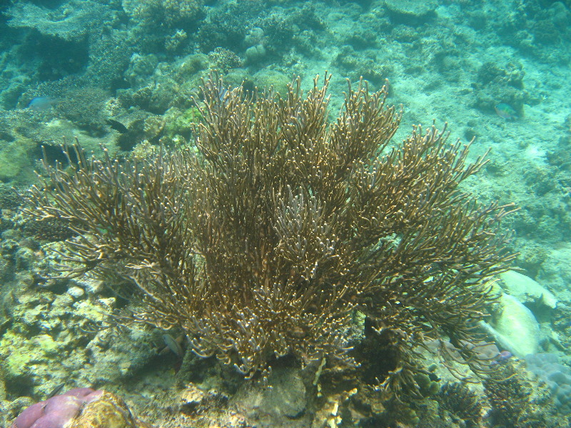 Fiji-Snorkeling-Underwater-Pictures-Amunuca-Resort-141