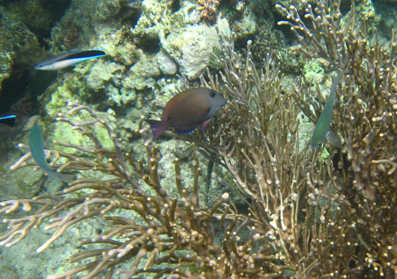 Fiji-Snorkeling-Underwater-Pictures-Amunuca-Resort-142