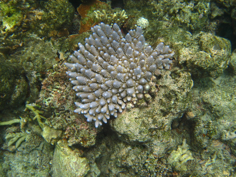 Fiji-Snorkeling-Underwater-Pictures-Amunuca-Resort-145