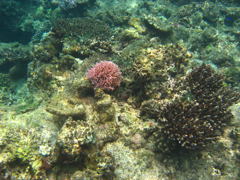 Fiji-Snorkeling-Underwater-Pictures-Amunuca-Resort-149