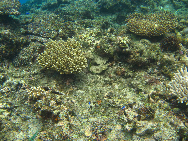 Fiji-Snorkeling-Underwater-Pictures-Amunuca-Resort-152