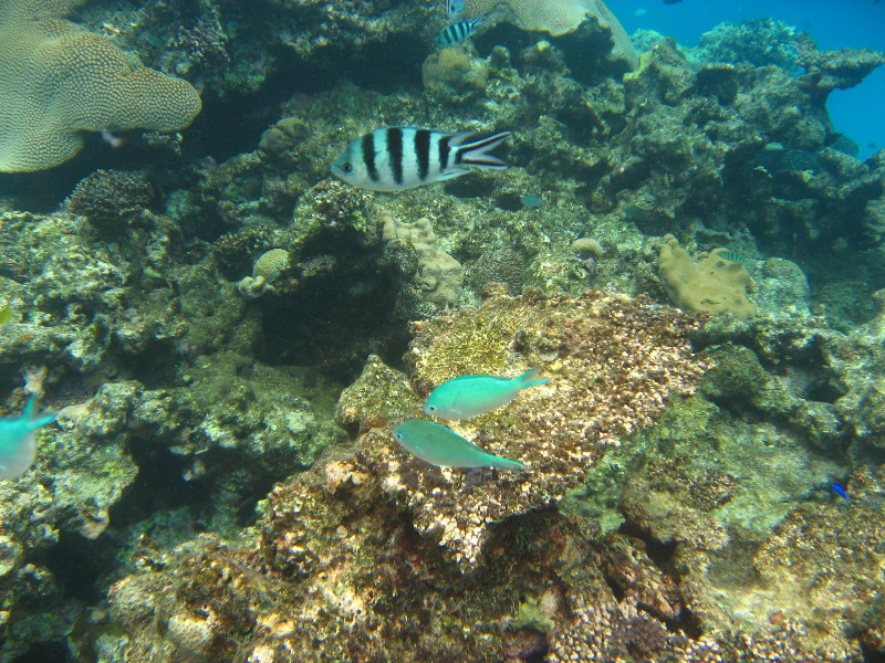 Fiji-Snorkeling-Underwater-Pictures-Amunuca-Resort-162