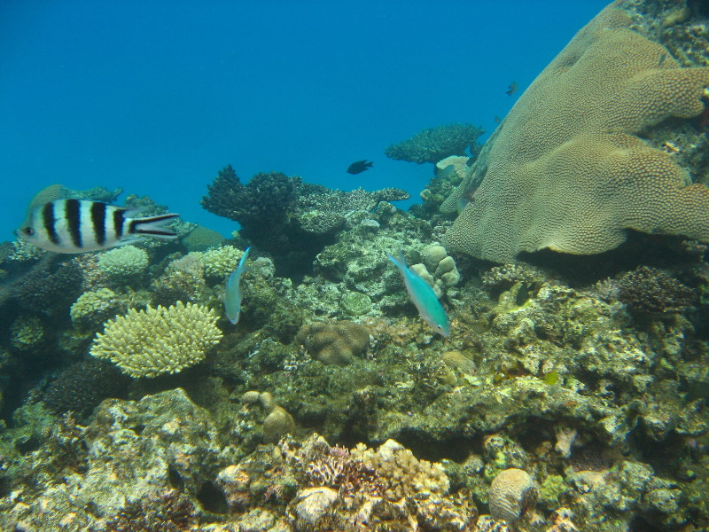 Fiji-Snorkeling-Underwater-Pictures-Amunuca-Resort-163