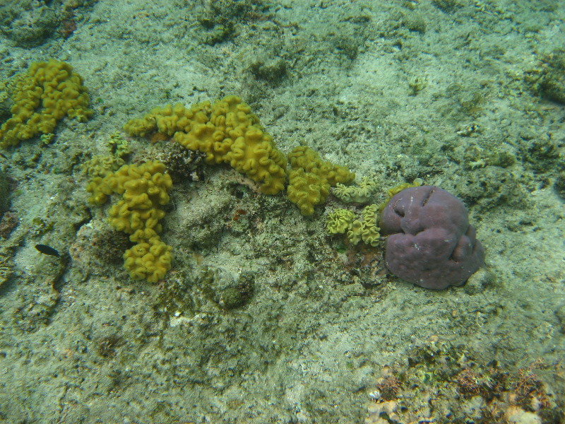 Fiji-Snorkeling-Underwater-Pictures-Amunuca-Resort-166