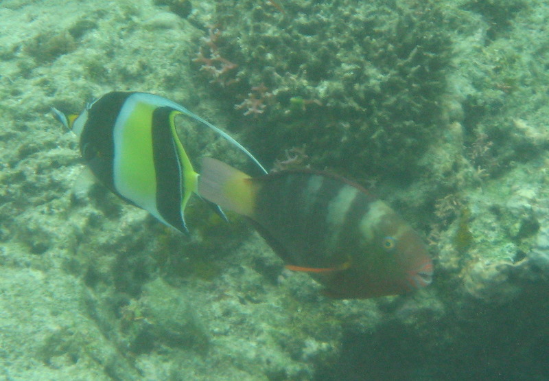 Fiji-Snorkeling-Underwater-Pictures-Amunuca-Resort-167