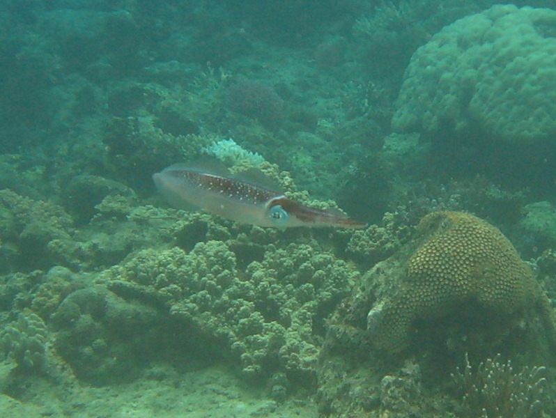 Fiji-Snorkeling-Underwater-Pictures-Amunuca-Resort-168
