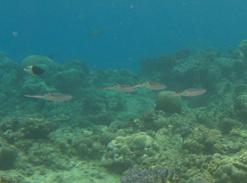 Fiji-Snorkeling-Underwater-Pictures-Amunuca-Resort-169