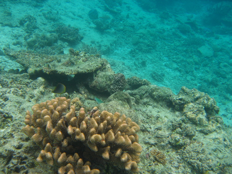 Fiji-Snorkeling-Underwater-Pictures-Amunuca-Resort-171