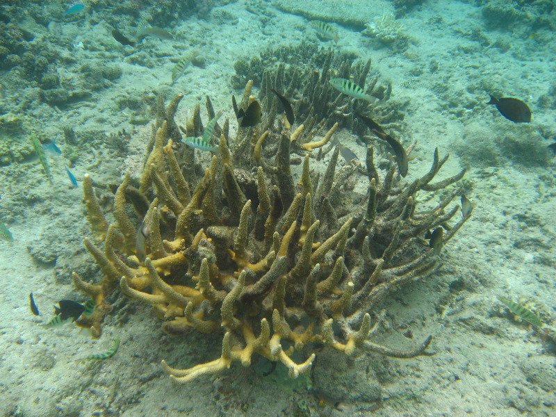 Fiji-Snorkeling-Underwater-Pictures-Amunuca-Resort-173