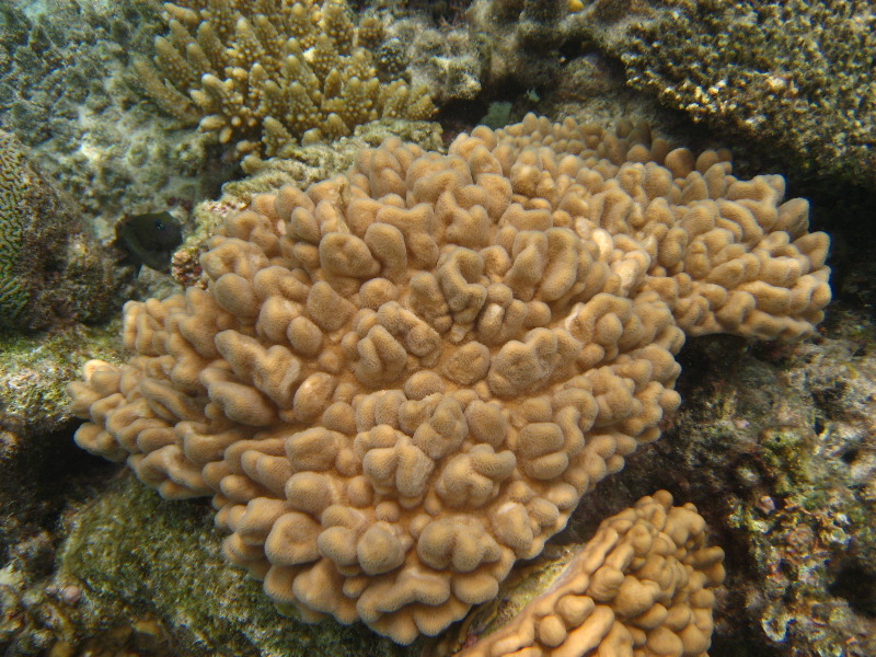 Fiji-Snorkeling-Underwater-Pictures-Amunuca-Resort-177