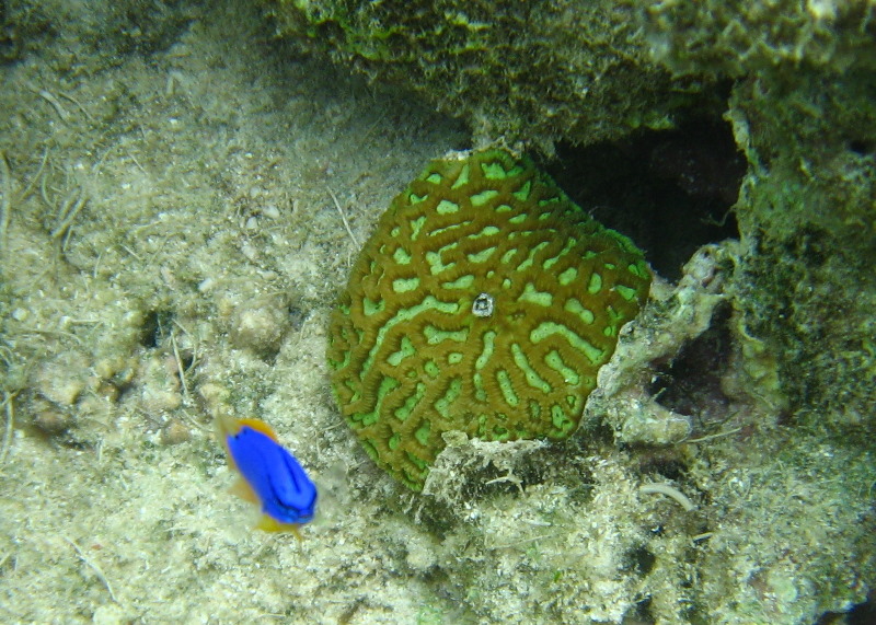 Fiji-Snorkeling-Underwater-Pictures-Amunuca-Resort-183
