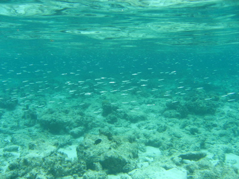 Fiji-Snorkeling-Underwater-Pictures-Amunuca-Resort-185