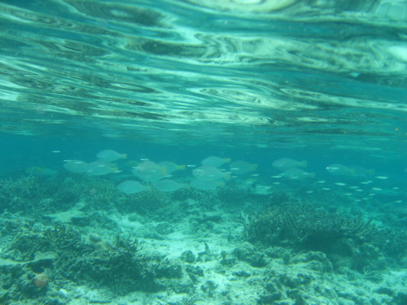 Fiji-Snorkeling-Underwater-Pictures-Amunuca-Resort-186