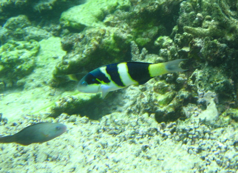 Fiji-Snorkeling-Underwater-Pictures-Amunuca-Resort-194