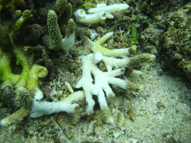 Fiji-Snorkeling-Underwater-Pictures-Amunuca-Resort-199