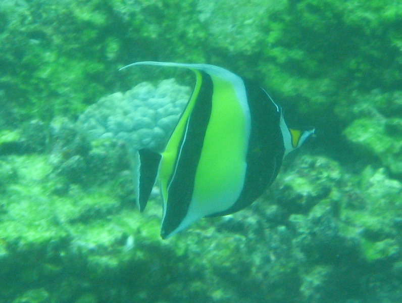 Fiji-Snorkeling-Underwater-Pictures-Amunuca-Resort-203