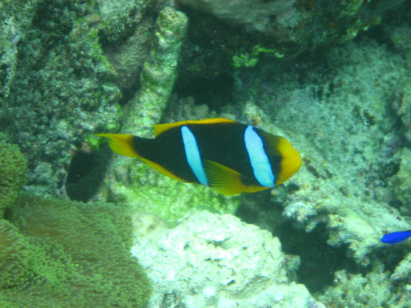 Fiji-Snorkeling-Underwater-Pictures-Amunuca-Resort-210